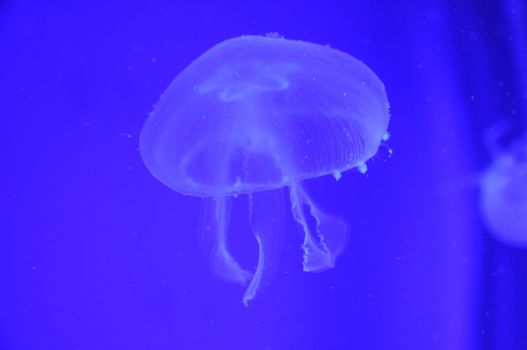 Medusa in blue water