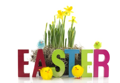 easter with daffodills narcissus chicks and letters