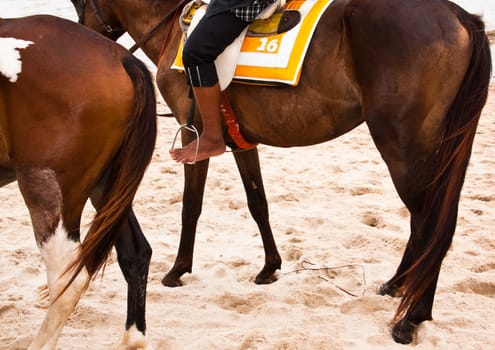 Tail of brown horse  at the beach of the sea.