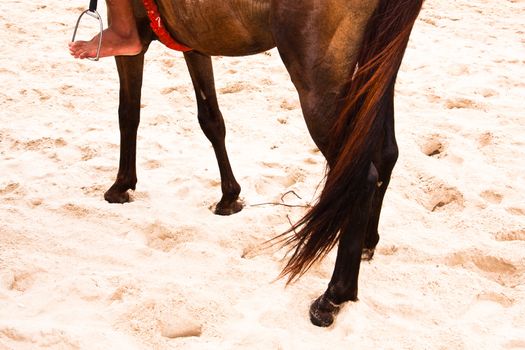 Tail of brown horse  at the beach of the sea.