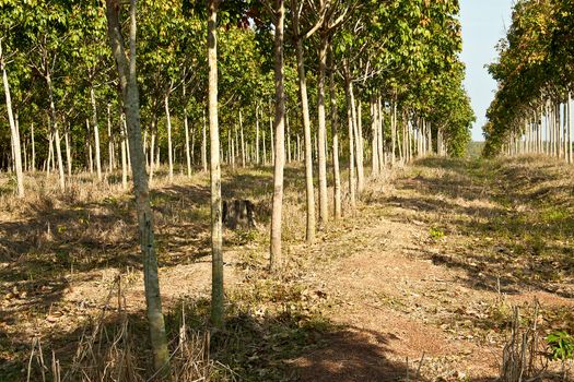 Rubber trees at Thailand In view of a wall.