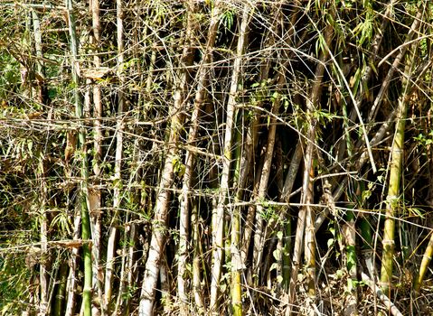 Bamboo tree in nature on view of the wall.