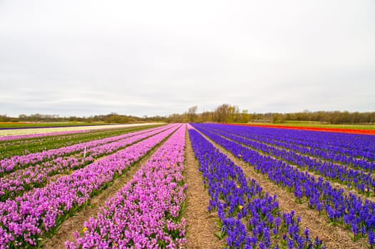 Tulip fields in the Netherlands in spring
