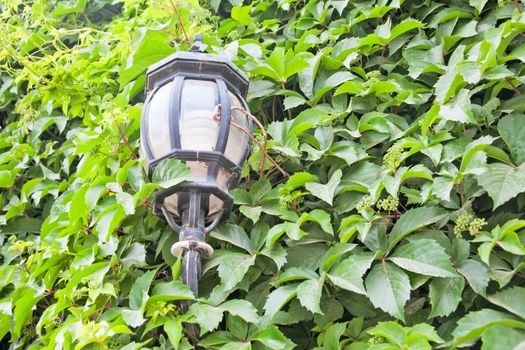 View of a green street lamp and a green leaf