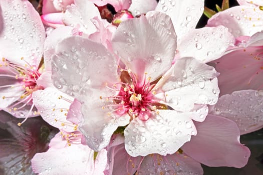 Blossoming almond flower close up