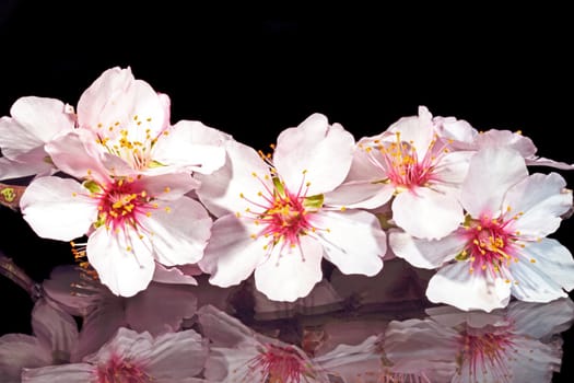 Blossoming almond flower close up