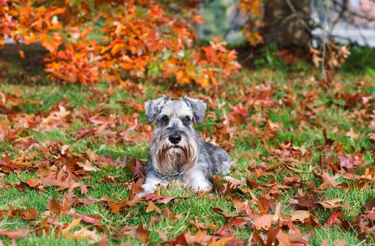 cute miniature schnauzer during autumn outdoors