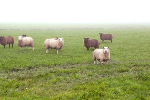 Durch sheep on pasture in fog outdoors