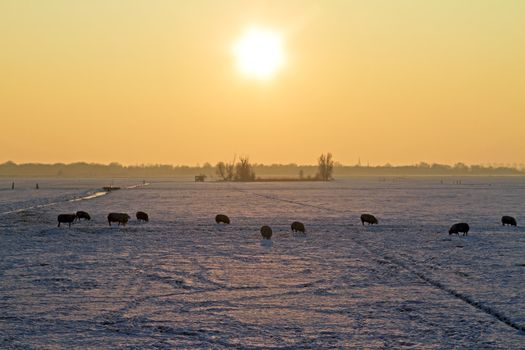 Sheep in snowy fields in the Netherlands at twilight