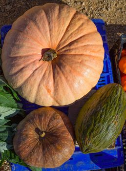 Melon and Pumpkin in autumn fall at market in Mediterranean