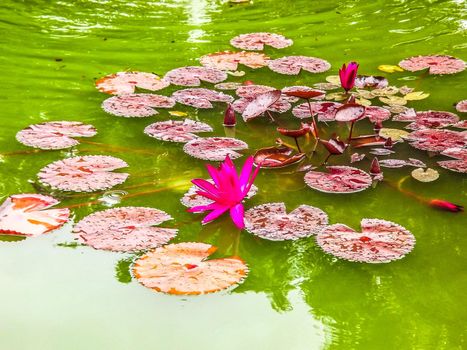 Pink lotus in the pond.
