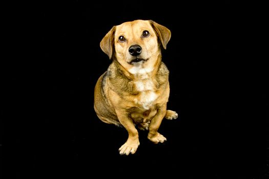 a little dog in the black background