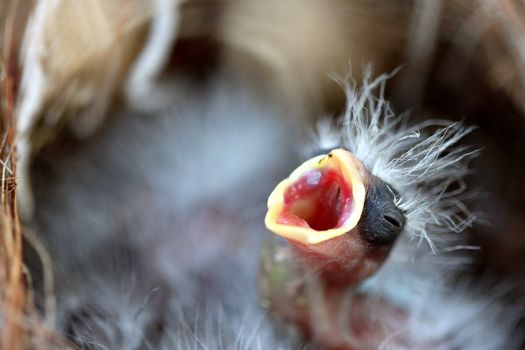 Close up of a bird nest with a baby in it.