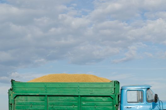 old retro truck lorry car trailer full of harvested wheat grain cereal on background of cloudy blue sky.