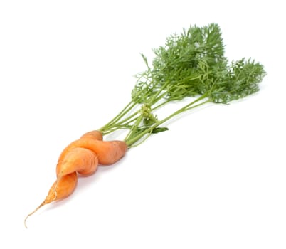 Two carrots with tops on white background.