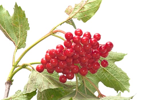 Guelder-rose branch on a white background.