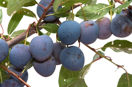 Branch of plum with berries it is isolated on a white background.