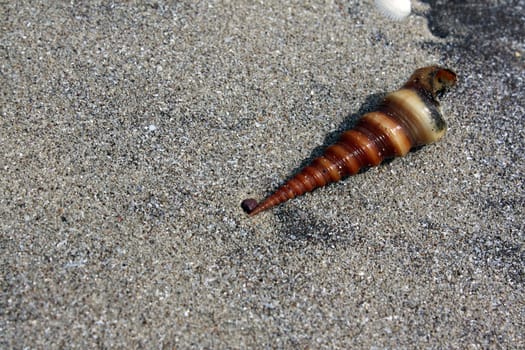 A beautiful conch shell lying in a sandy beach.