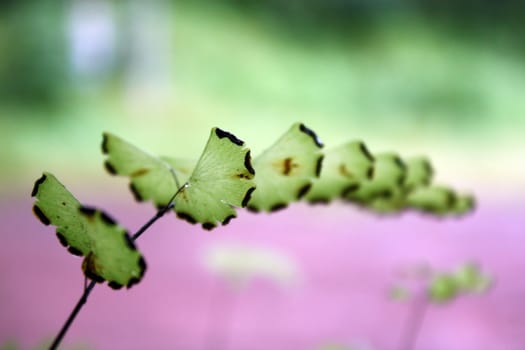 A close up view of an exotic species of the leaves of a tropical fern.