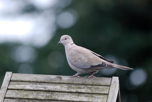 Solitary grey collared dove on a rustic bird table