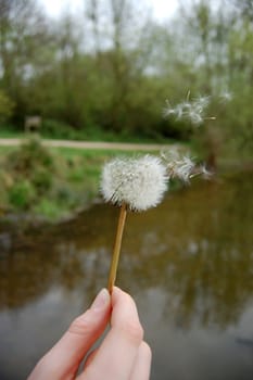 Hand holding a dandelion stem as the seeds fly away in the wind