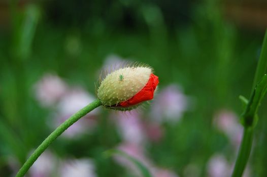 A greenfly sits on a half-opened poppy flower bud