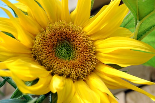 Closeup of a bright yellow sunflower