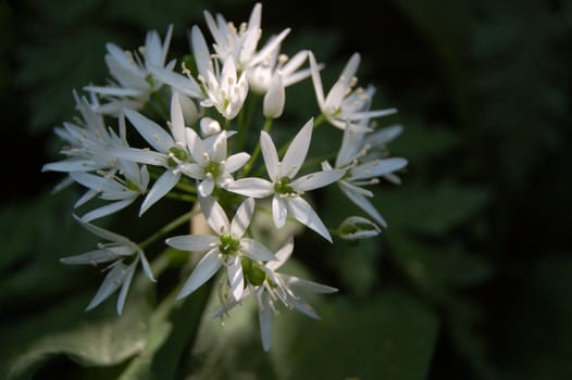 White wild garlic flowers caught in sunlight in woodland