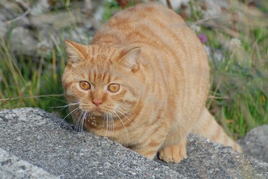Biggie - the british shorthair cat