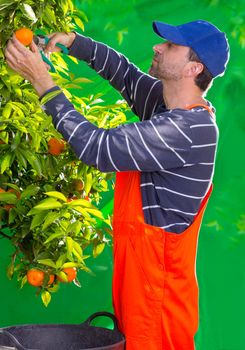 Tangerine orange farmer collecting man in mediterranean Spain