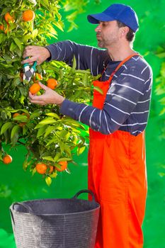 Tangerine orange farmer collecting man in mediterranean Spain