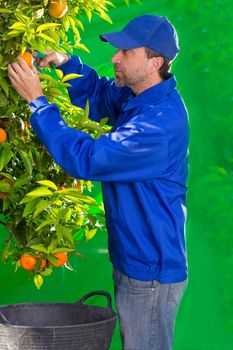 Tangerine orange farmer collecting man in mediterranean Spain