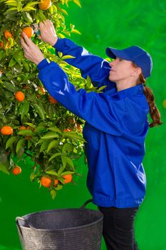 Tangerine orange farmer collecting woman in mediterranean Spain