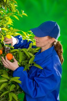 Tangerine orange farmer collecting woman in mediterranean Spain