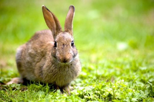 Wild rabbit in the nature