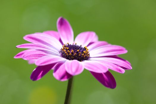 Purple Osteospermum, shallow dof, african daisy over green blurry background