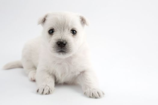Adorable puppy over white background