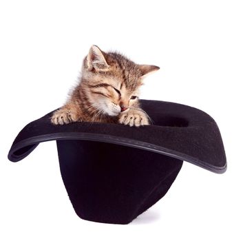 The kitten sits in a black hat