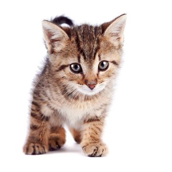 The striped kitten on a white background