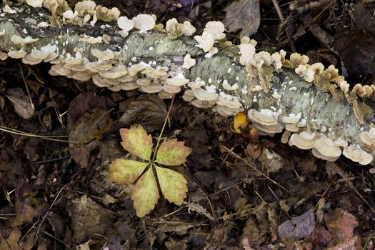 Forest floor with autumn leaf and branch of tree fungus in Tennessee's Great Smoky Mountains National Park create a life cycle metaphor.