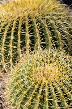 Two barrel cactus with emphasis on drama of thorns