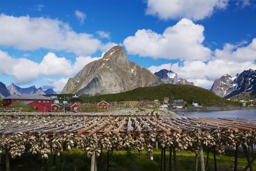 Traditional way of drying stock fish in Norway, Lofoten islands