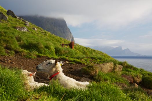 Two sheep relaxing on picturesque coast of Lofoten islands in Norway