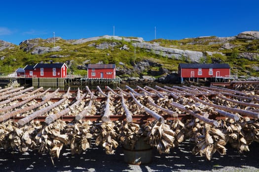 Traditional way of drying stock fish in Norway, Lofoten islands