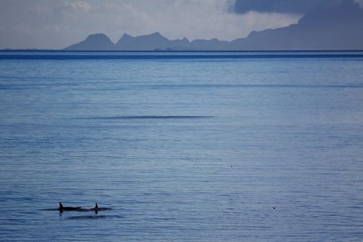 Family of killer whales swimming in open ocean near coast of norway