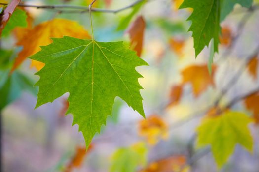 autumn fall tree leaves background outdoor