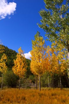 Autumn fall forest with yellow golden poplar trees outdoor nature and blue sky