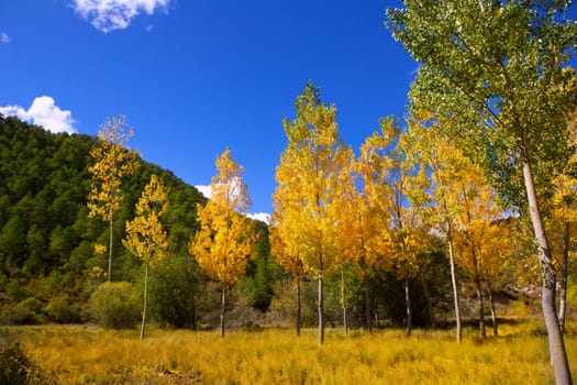 Autumn fall forest with yellow golden poplar trees outdoor nature and blue sky