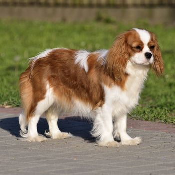 Photo present young cavalier king charles spaniel blenheim a coat.