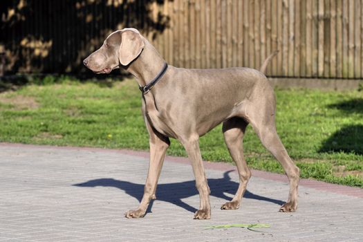 The photo shows Weimaraner - handling on natural background.